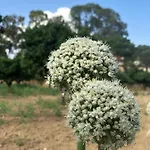 Agrialma Penzion