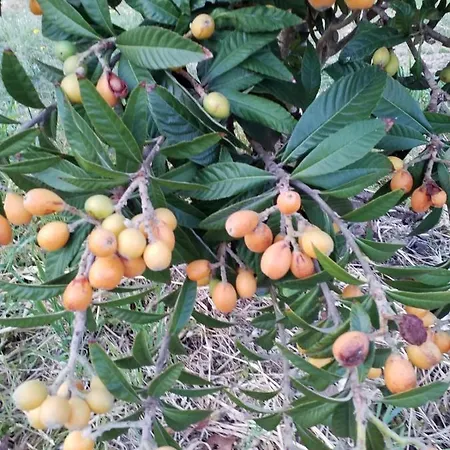 בית הארחה Agrialma