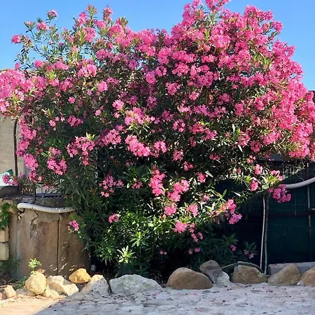 Agrialma أغريجنتو